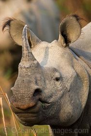 Rhinoceros - copyright - OceanwideImages.com